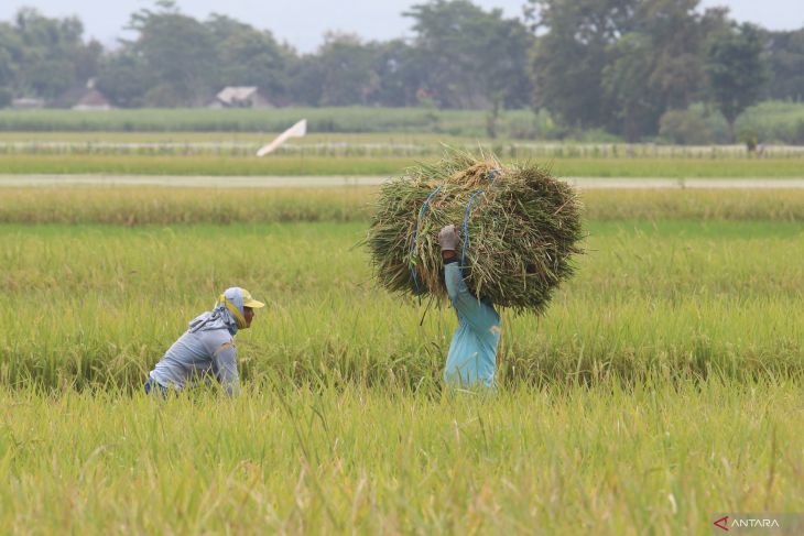 Serapan gabah Bulog Kediri lampaui target