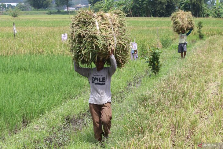 Serapan gabah Bulog Kediri lampaui target
