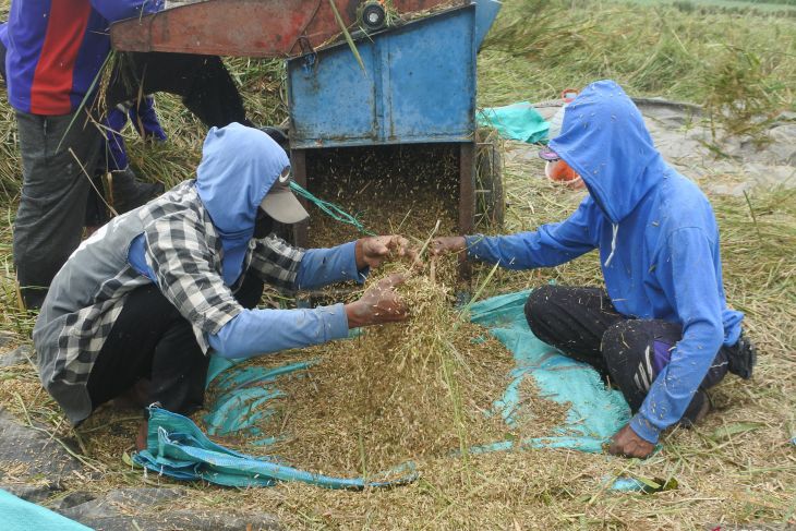 Harga gabah petani mengalami penurunan