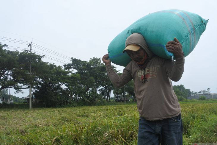 Harga gabah petani mengalami penurunan