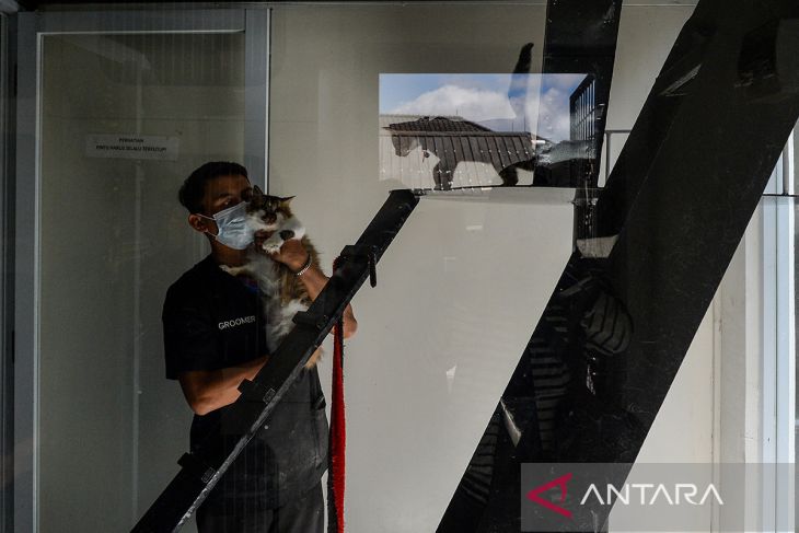 Jasa penitipan kucing jelang Lebaran