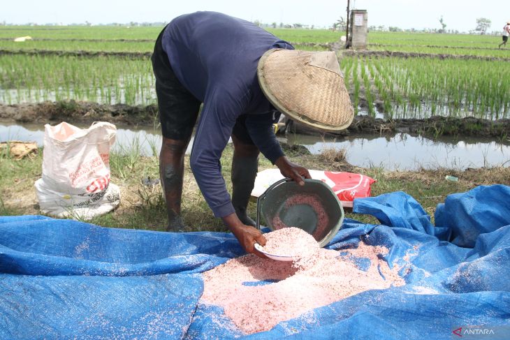 Alokasi pupuk subsidi Jatim