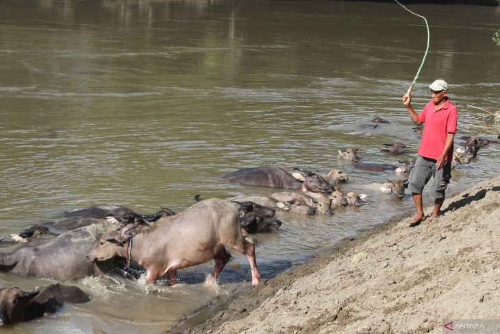 Kampung kerbau di Ngawi