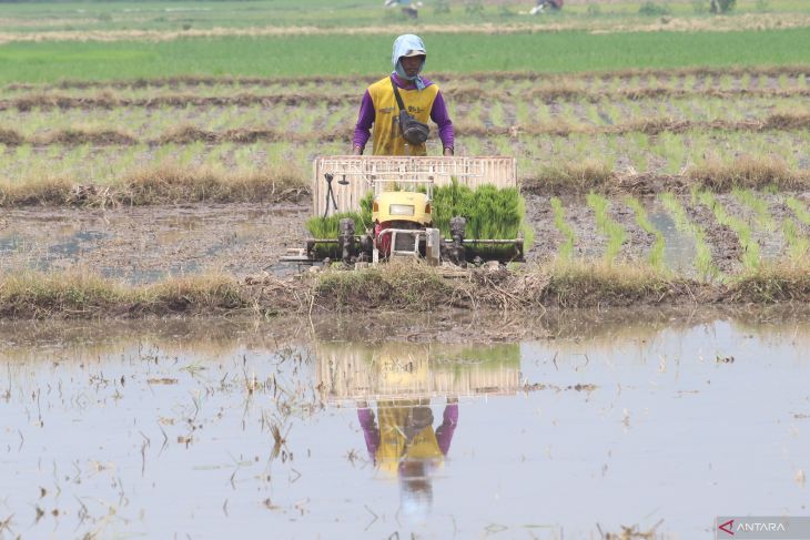 Penggunaan mesin tanam padi di Nganjuk