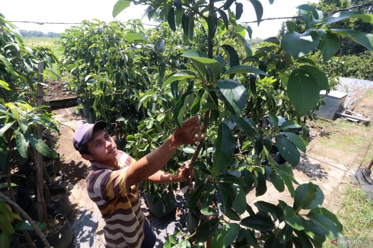 Sentra bibit pohon buah di Nganjuk