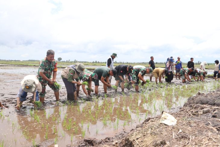 Kodim 0432 Bangka Selatan percepat penanaman padi di Desa Rias untuk perkuat ketahanan pangan