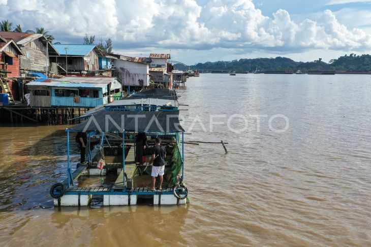 Budi daya ikan air tawar di Samarinda