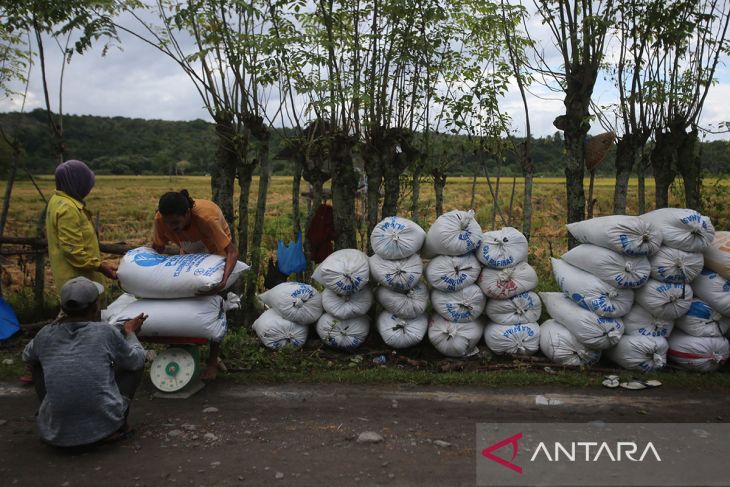 FOTO - Bulog datangi petani beli gabah di Aceh