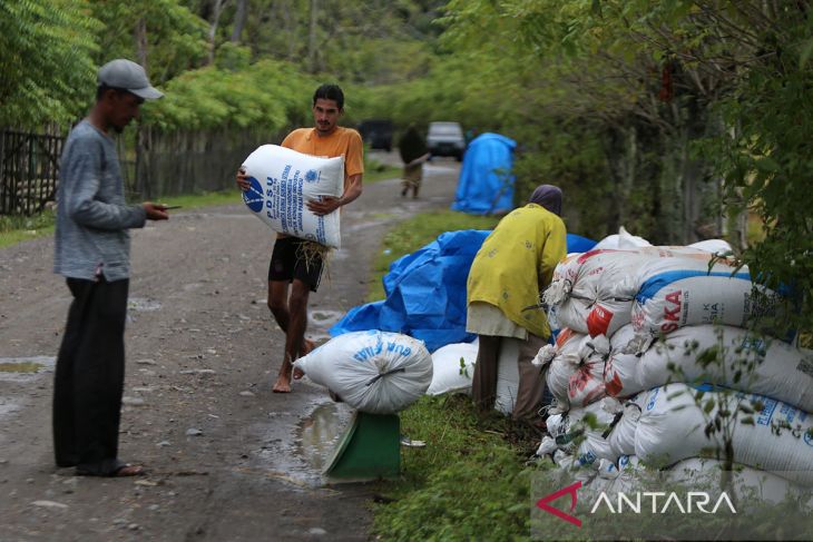 FOTO - Bulog datangi petani beli gabah di Aceh