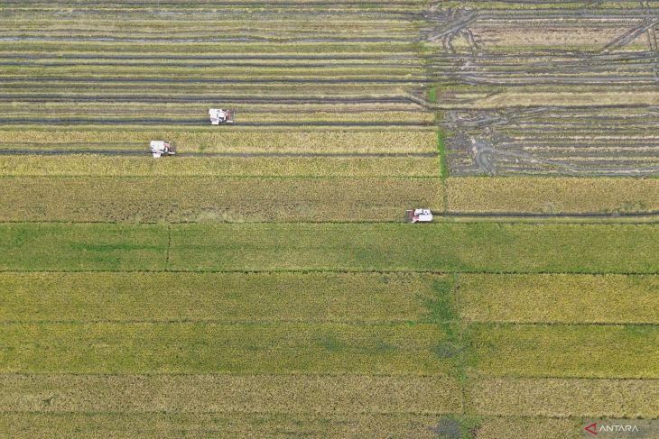 Target panen padi Jawa Timur 2025