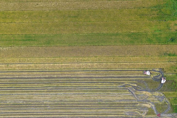 Target panen padi Jawa Timur 2025