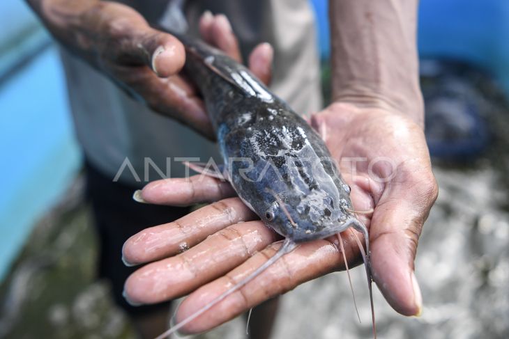 Budi daya ikan lele di Samarinda