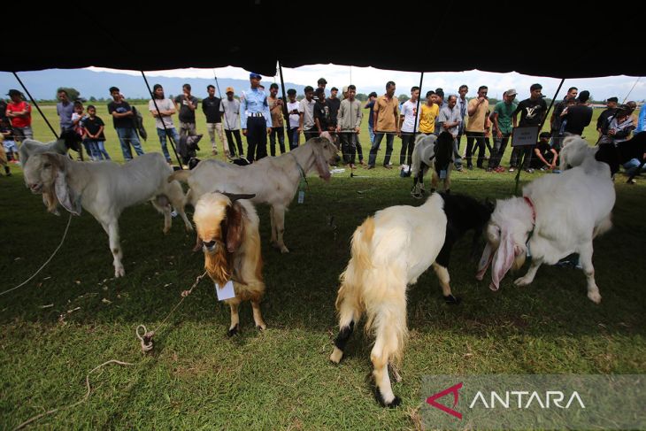 FOTO - Kontes domba dan kambing HUT TNI AU di Aceh