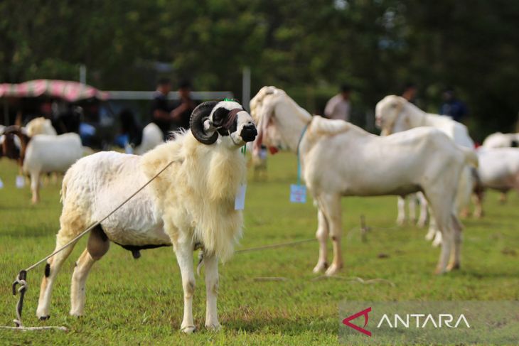 FOTO - Kontes domba dan kambing HUT TNI AU di Aceh