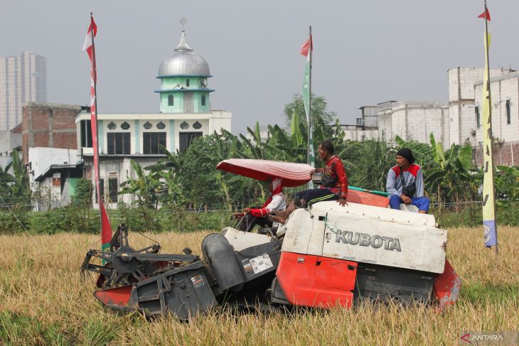 Panen raya padi TNI AL