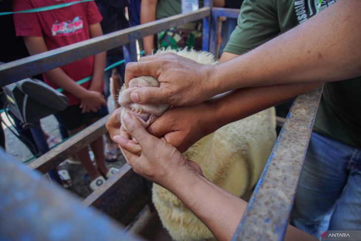 Kontes domba di Lumajang