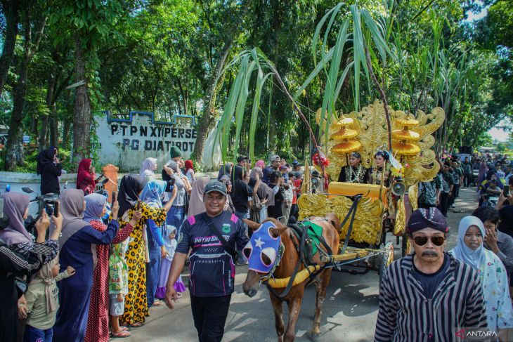 Tradisi petik tebu manten Pabrik Gula Jatiroto