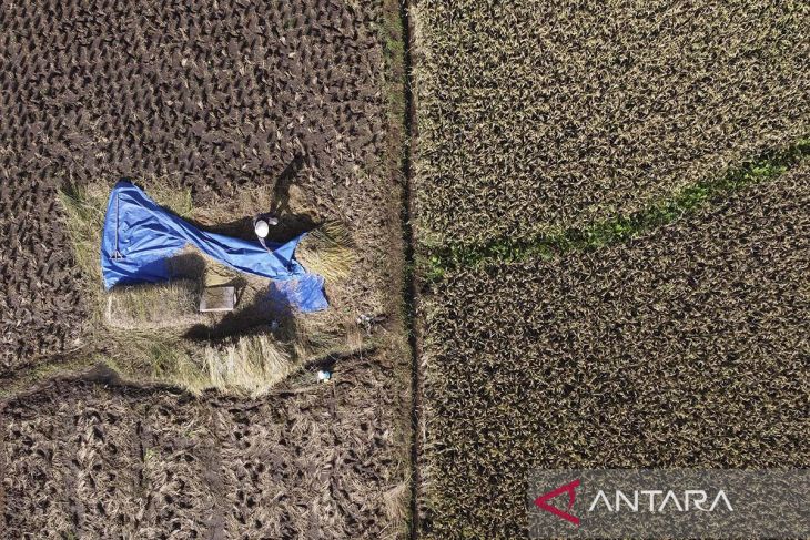 Capaian serapan gabah petani di Jawa Barat