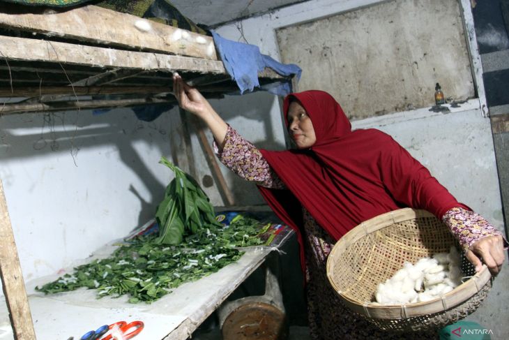 Budi daya ulat sutra dengan metode berkelanjutan