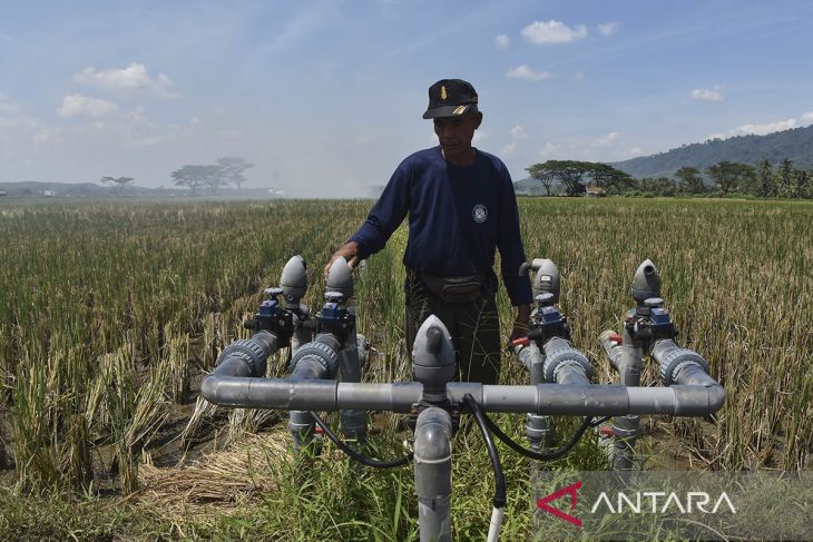 Produksi padi organik di Ciamis