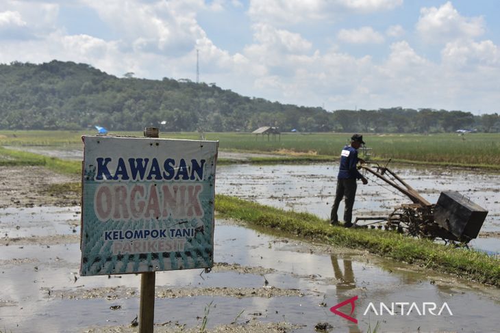Produksi padi organik di Ciamis