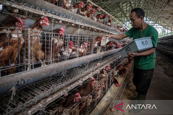 Upaya pemerintah stabilkan harga ayam dan telur