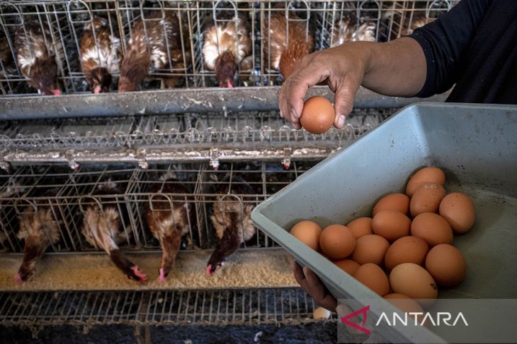 Upaya pemerintah stabilkan harga ayam dan telur