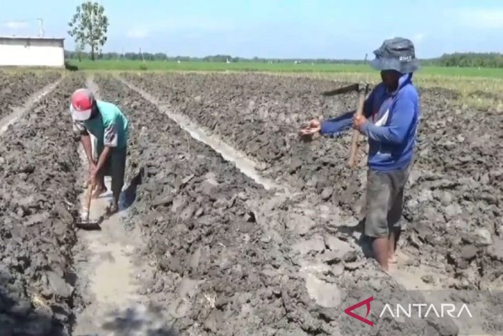 DKPP Ngawi targetkan luas tanam tembakau 2025 capai 2.000 hektare