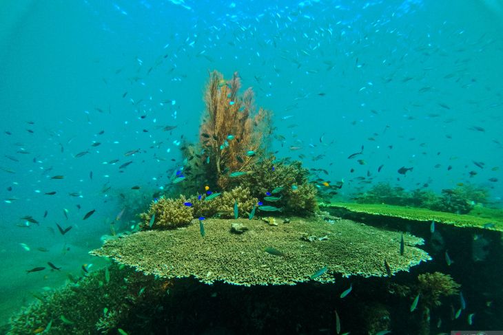 Monitoring zona konservasi terumbu karang Pantai Bangsring