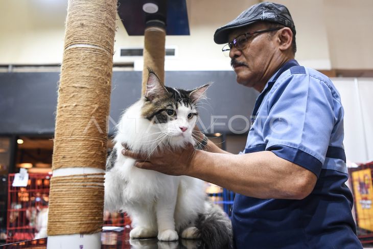 Kontes kucing di Samarinda