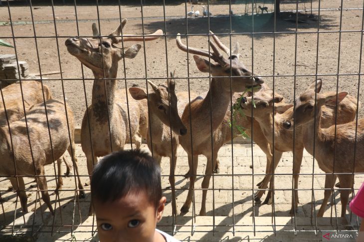 Wisata penangkaran rusa di Kota Kediri