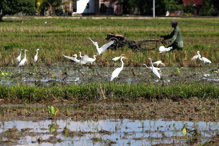 FOTO - Percepat musim tanam pascapanen raya di Aceh