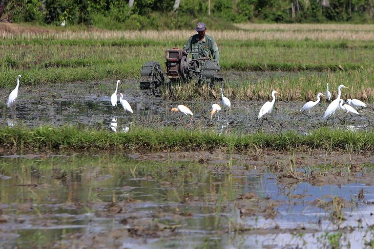 FOTO - Percepat musim tanam pascapanen raya di Aceh