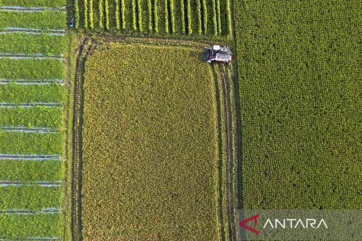 Produksi gabah kering giling nasional