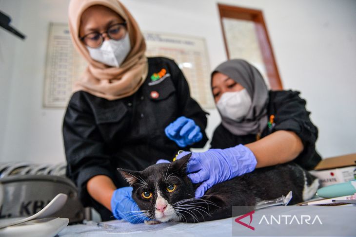 Sterilisasi kucing di Bandung