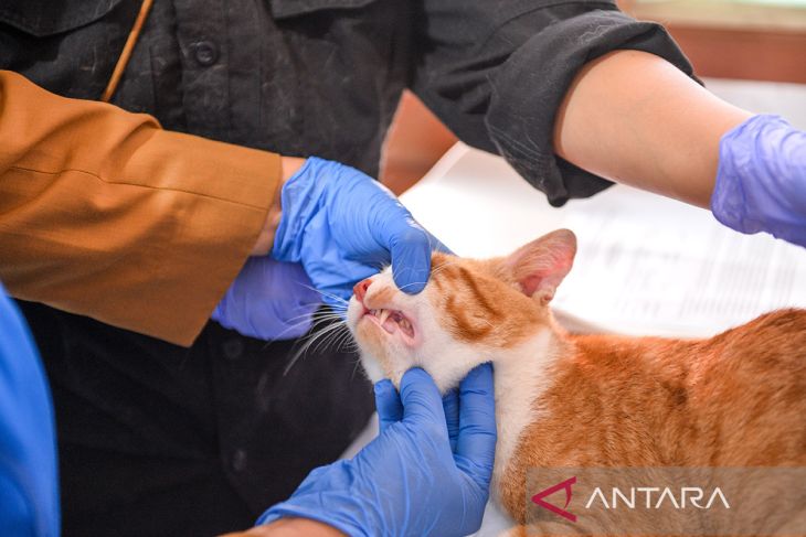 Sterilisasi kucing di Bandung