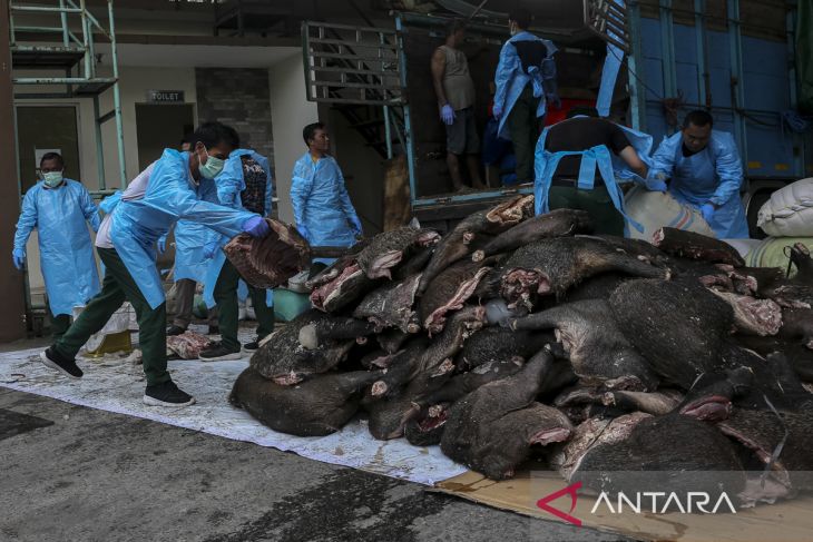 BKHIT Banten gagalkan penyelundupan daging babi hutan