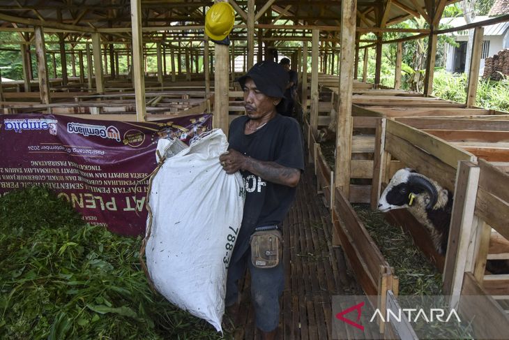 Peternakan dan penggemukan domba milik BUMdes