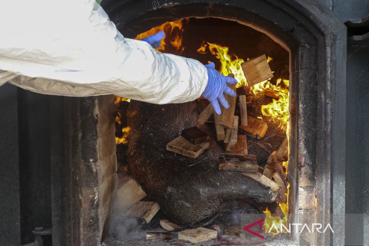 Pemusnahan daging babi hutan selundupan