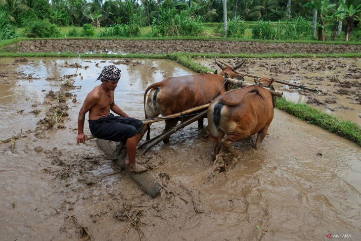 Membajak sawah dengan hewan ternak sapi