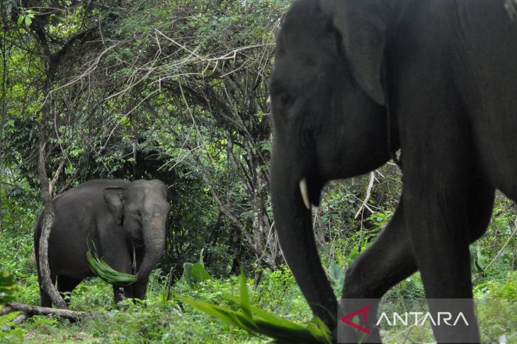 Gajah jinak di PKG Seblat Bengkulu