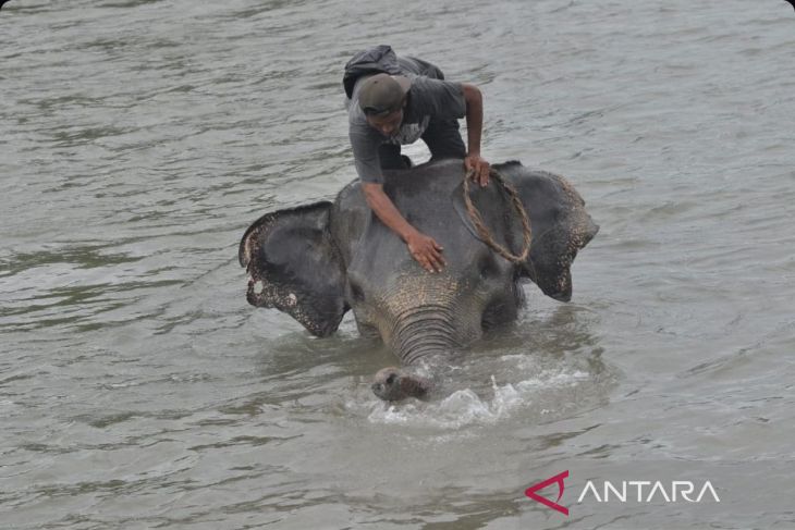 Gajah jinak di PKG Seblat Bengkulu