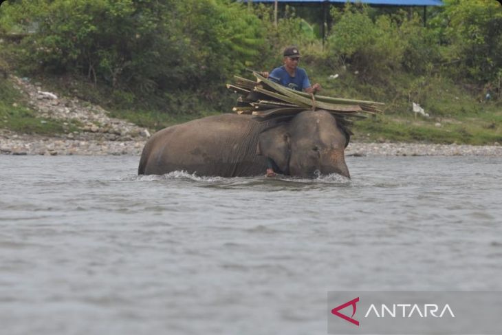 Gajah jinak di PKG Seblat Bengkulu