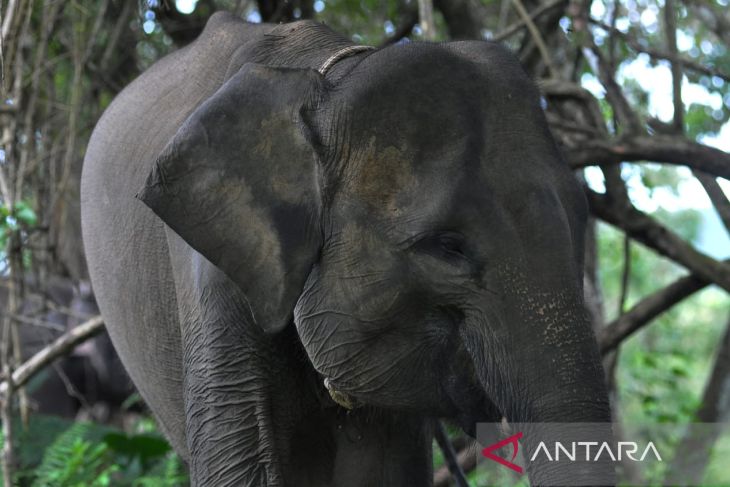 Gajah jinak di PKG Seblat Bengkulu