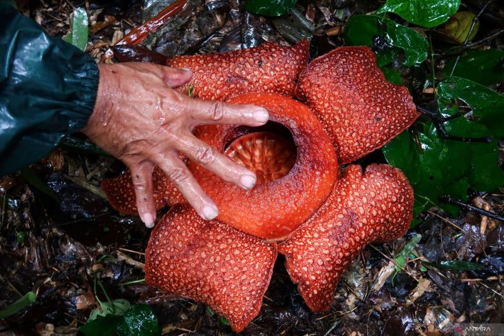Bunga Rafflesia Zollingeriana di Banyuwangi