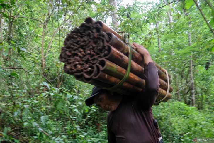 Pemanfaatan hasil hutan bukan kayu