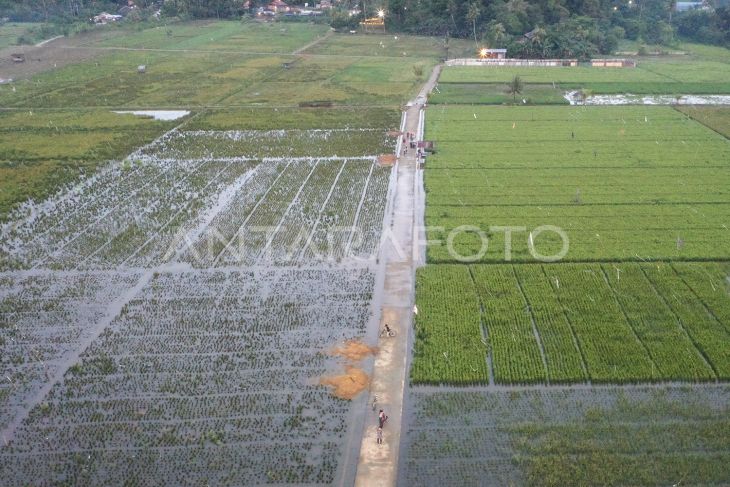 50 hektare sawah di Samarinda terendam banjir