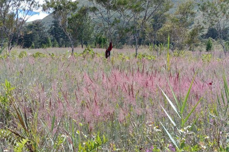 Owasi-owasika, keajaiban alam Lembah Baliem
