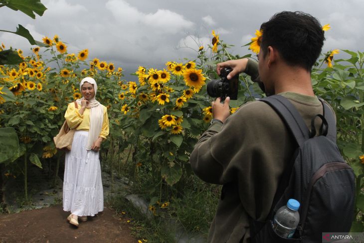 Potensi wisata ladang bunga matahari di Batu