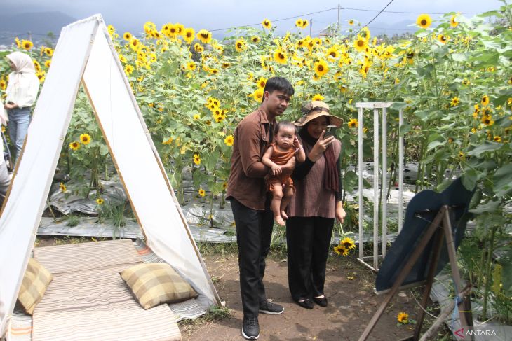 Potensi wisata ladang bunga matahari di Batu